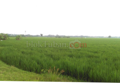 Usia Baru Sebulan Diserang Tikus, Petani Tejo Resah Gagal Tanam